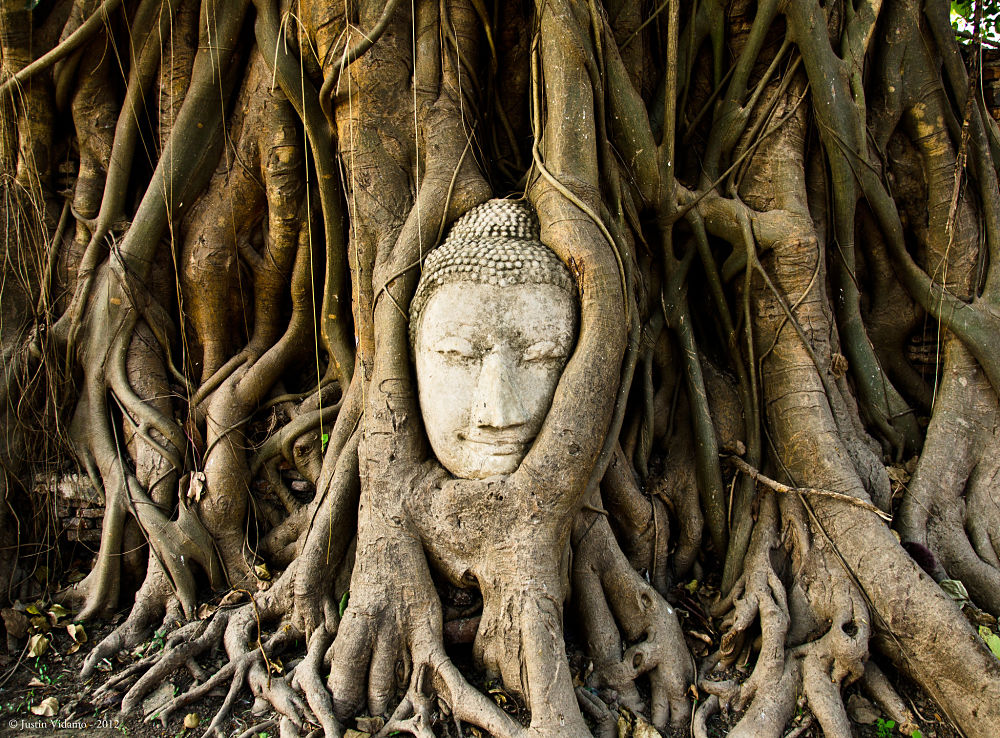 buddhas head in a tree