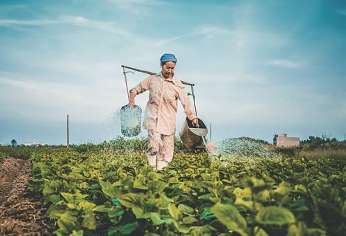 cultural-differences-originate-from-different-farming-methods